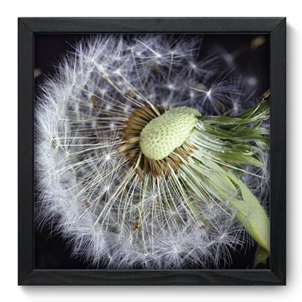 Quadro Decorativo - Dente-de-Leão - 342qddp - 1