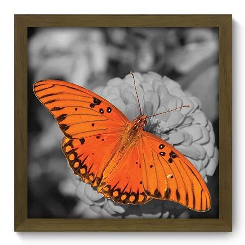 Quadro Decorativo - Borboleta - 200qdsm - 1