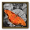 Quadro Decorativo - Borboleta - 200qdsm - 1