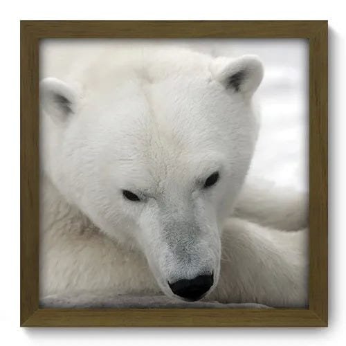 Quadro Decorativo - Urso Polar - 015qdsm - 1