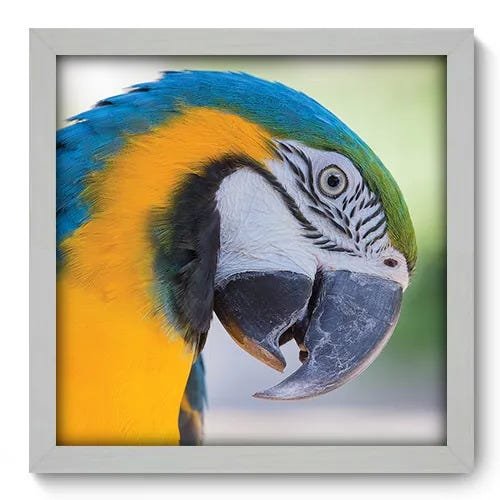 Quadro Decorativo - Papagaio - 184qdsb - 1