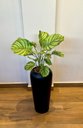 Ver imagem 3 de Vaso Decorativo Fibra de Vidro Florida P 65cm Preto Fosco Lindo Vaso
