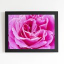 Ver imagem 1 de Quadro Rosa Flor Fotografia em Foco Moldura Preta 60x40cm