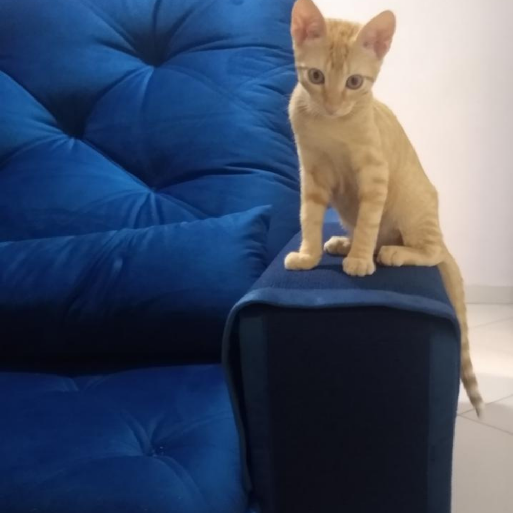 Arranhador e Protetor de Sofá para Gatos Au Au Miau Company - 2