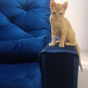 Ver imagem 2 de Arranhador e Protetor de Sofá para Gatos Au Au Miau Company