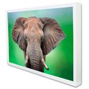Ver imagem 2 de Quadro Decorativo Elefante africano em Moldura Caixa Tacolado Moldura Trad 1cm Branca com Vidro 40 X