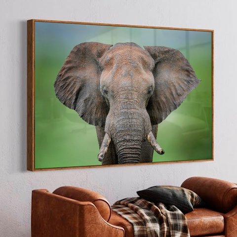 Quadro Decorativo Elefante africano em Moldura Caixa Tacolado Moldura Trad 1cm Branca com Vidro 40 X