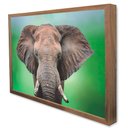 Ver imagem 4 de Quadro Decorativo Elefante africano em Moldura Caixa Tacolado Moldura Trad 1cm Branca com Vidro 40 X
