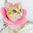 Ver imagem 4 de Colar Elzabetano Cirugia Gato Cao Pet Recuperaçao Cone Ajustavel Dobravel Resistente Confortavel