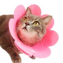 Ver imagem 3 de Colar Elzabetano Cirugia Gato Cao Pet Recuperaçao Cone Ajustavel Dobravel Resistente Confortavel