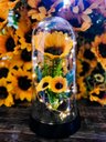 Ver imagem 1 de Luminária Girassóis Encantados a Bela e a Fera Grande Amor Lindo Boutique Lumi G Gir Triplo