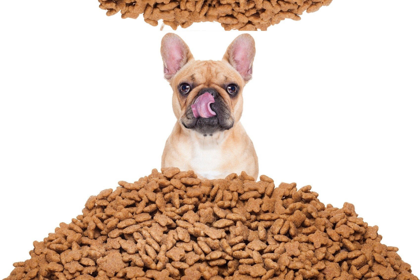 Ração Robustus Todo Dia para Cães Adultos Sabor Carne e Frango em Embalagem 15kg - Sem Corantes e 21 - 2
