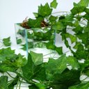 Ver imagem 4 de Vaso Espelhado 10x10 C/ Musgo Natural e Pendentes de Hera 2m