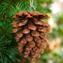 Ver imagem 3 de Pendentes Pinhas Naturais Decoração Enfeite Natal Kit 10PÇS