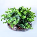 Ver imagem 2 de Arranjo de Eucaliptos Artificiais em Vaso de Vidro Dandara