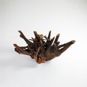 Ver imagem 5 de Base Raiz Natural para Mesa de Jantar em Madeira de Eucalipto Verniz Fosco Tamanho m Cor:Natural