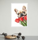 Ver imagem 1 de Quadro Bulldog Francês com Flores Tulipas 24x18cm - com Vidro:moldura Branca