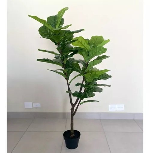 Planta Artificial Fícus Lyrata Planta Real Toque 1.70 Metros - 7