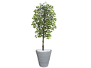 Ver imagem 1 de Planta Artificial Ficus Verde 2,10m kit + Vaso Redondo D. Grafiato Cinza 40cm