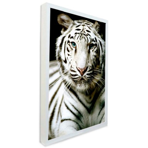 Quadro Decorativo Motivacional Tigre Branco Tacolado Moldura Caixa 3cm Branca sem Vidro 20 X 30cm