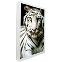Ver imagem 1 de Quadro Decorativo Motivacional Tigre Branco Tacolado Moldura Caixa 3cm Branca sem Vidro 20 X 30cm