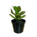 Ver imagem 2 de Atacado 1000 Mini-Vasos Para Plantas E Suculenta N6 - 80ml:Azul bebê