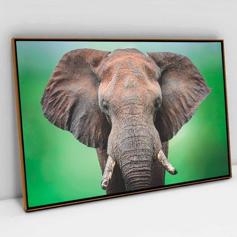 Quadro Decorativo em Canvas Elefante Africano TaColado Moldura Flutuante 4,5cm Freijó 120 x 80cm