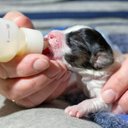 Ver mais imagens de Mamadeira Pet Cao Gato Cachorro Filhote 60ml Kit 3 Unidades Cor Sortida Animal de Estimaçao Amamenta