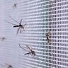 Tela Mosquiteiro Pernilongo 3 Metros Janela Basculante Porta Inseto Mosca Segurança Proteçao Resiste - 8
