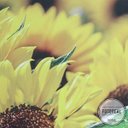 Ver imagem 3 de Painel Adesivo Girassol - 0,58 x 2,00m