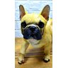 Figura Cão Cachorro Decorativo Buldogue Francês Estatueta - Marrom - 6