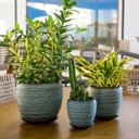 Ver imagem 6 de Cachepô Vaso Decorativo Planta Cerâmica Cinza 3 Peças