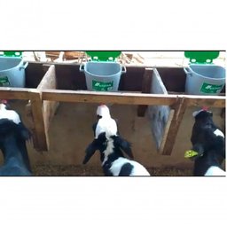 Balde Alimentador Mamadeira Bezerros Ovelhas Baspan 2 Bicos 5l - 2