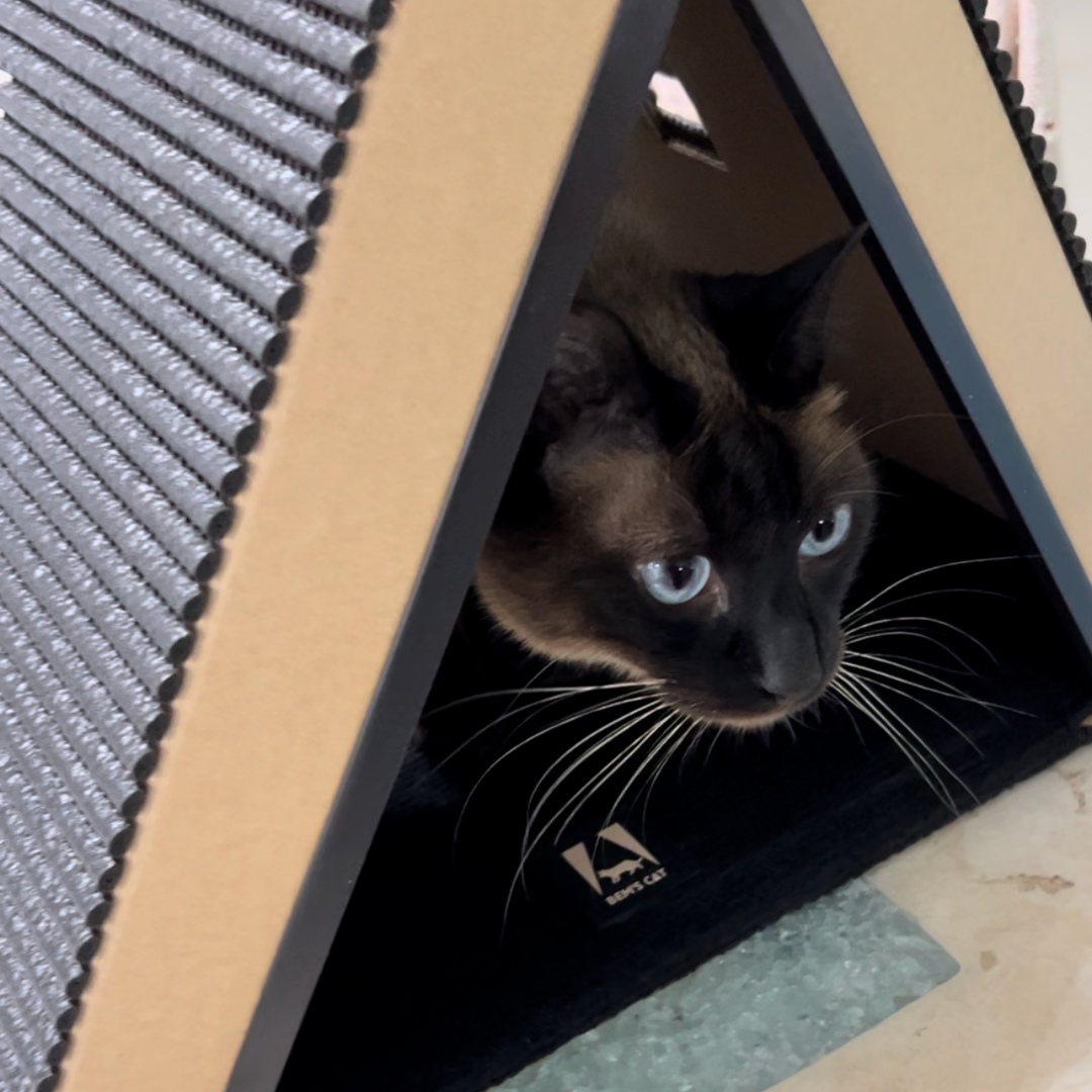 CASINHA DE PAPELAO GATO COM ARRANHADOR + VARINHA DIVERSÃO - 6