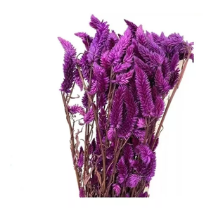 Buquê Celosia Rabo de Gato Roxo Desidratado Arranjo Floral Adicionar Aos Favoritos