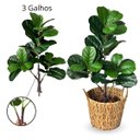 Ver imagem 4 de Kit 4 Arbustos Ficus Artificiais Folhagem Silicone Decoração de Interiores Toque Natural Realista