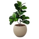 Ver imagem 3 de Kit 4 Arbustos Ficus Artificiais Folhagem Silicone Decoração de Interiores Toque Natural Realista