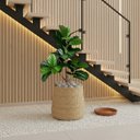 Ver mais imagens de Kit 4 Arbustos Ficus Artificiais Folhagem Silicone Decoração de Interiores Toque Natural Realista
