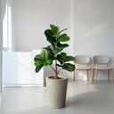 Ver imagem 5 de Kit 4 Arbustos Ficus Artificiais Folhagem Silicone Decoração de Interiores Toque Natural Realista