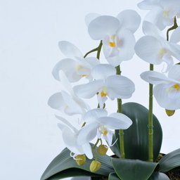 Arranjo de Orquídea Artificial Branca em Terrário Pequeno Vivian - 2