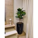 Ver imagem 1 de Ficus Lyrata Planta Arvore Artificial Toque Real Super Realista