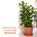 Ver imagem 4 de Vaso Reto Badi Terracota 28 Terrano