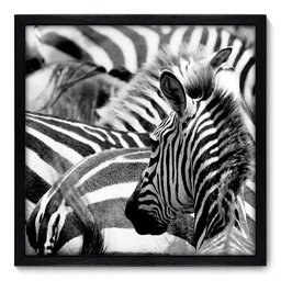Quadro Decorativo - Zebras - 50cm x 50cm - 001qnscp - 1 Quadro Decorativo - Zebras - 50cm x 50cm - 001qnscp - 1