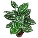 Ver imagem 1 de Planta Artificial Aglaonema Folhagem Real Verde Permanente