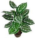 Ver imagem 1 de Planta Artificial Aglaonema Folhagem Real Verde Permanente
