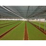 TELA SOMBRITE PARA HORTA ORTA HORTALIÇAS 50% 6 X 10 MTS - 3