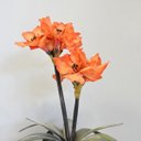 Ver imagem 2 de Flores artificiais Arranjos de Flores Amarílis Laranja no Vaso de Vidro|Linha permanente