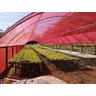 SOMBRITE VERMELHO 3 X 50 MTS 35% - 3