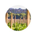 Ver imagem 4 de Estacas de Bambu para Tutor de Plantas: 1mt X 6mm - 50un