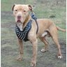 Coleira peitoral couro com spikes cães grandes raças pitbull - 2